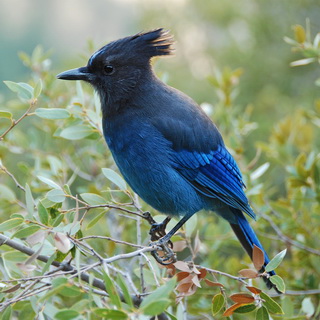 Yosemite - 4 Mile Trail - Stellar's Jay